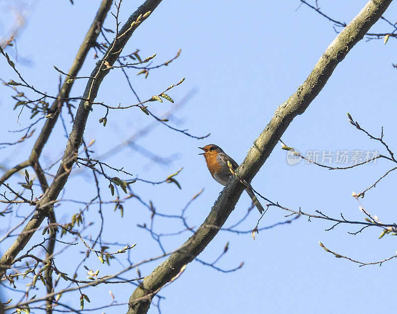 知更鸟(c. Erithaeus rubecula)在春天的树枝上